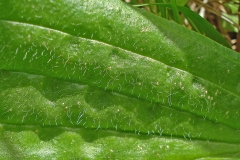 Closeup-of-the-leaf's-surface-of-Narrow-leaf-plantain