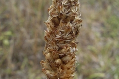 Dried-Seed-heads-of-Narrow-leaf-plantain