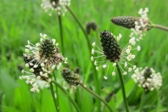 Flower-and-fruits-of-Narrow-leaf-plantain