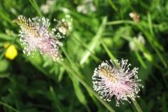 Flower-of-Narrow-leaf-plantain