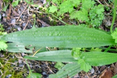 Leaves-of-Narrow-leaf-plantain