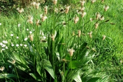 Narrow-leaf-plantain-Plant-growing-wild