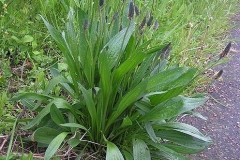 Narrow-leaf-plantain-Plant