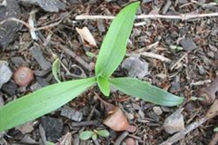 Narrow-leaf-plantain-Saplings