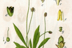 Plant-Illustration-of-narrow leaf-plantain
