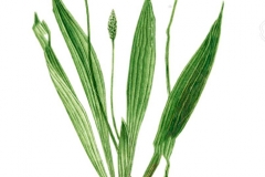Sketch-of-Narrow-leaf-plantain