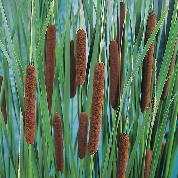Narrowleaf-cattail-on-the-plant