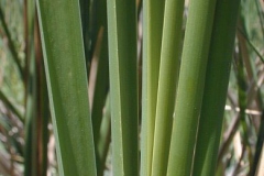 Leaves-of-Narrowleaf-cattail