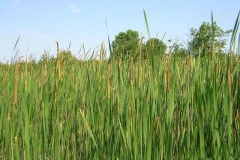 Narrow-leaved-cattail-farming