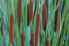 Narrowleaf-cattail-on-the-plant