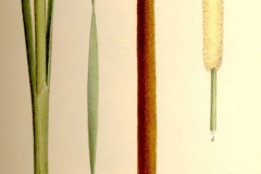 Plant-Illustration-of-Narrowleaf-cattail