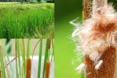 Seeds-of-Narrowleaf-cattail