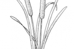 Sketch-of-Narrowleaf-Cattail
