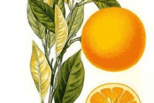 Plant-Illustration-of-Navel-Orange