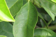 Leaves-of-Navel-Orange