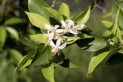 Flower of Navel-Orange