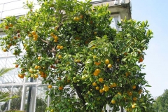 Navel-Orange-plant