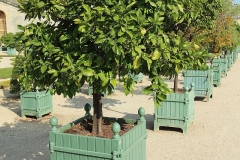 Navel-Orange-trees-in-movable-pots