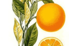 Plant-Illustration-of-Navel-Orange