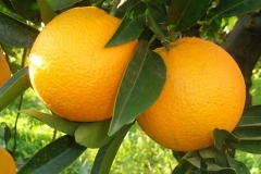 Ripe-Navel-Orange