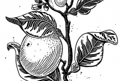 Sketch-of-Navel-Orange