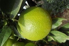 Unripened-Navel-Orange-fruit