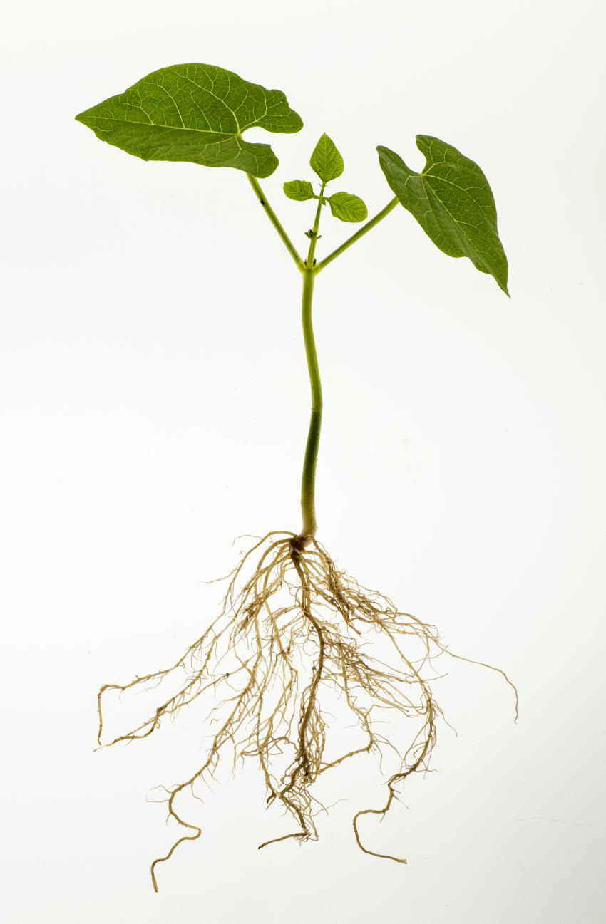 Фасоль корневая. Корень фасоли. Корневая система фасоли обыкновенной. Фасоль растение с корнем. Корневище фасоли.