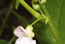 Close-up-flower-of-Navy-beans