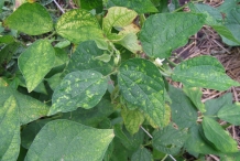 Leaves-of-Navy-beans