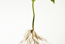 Navy-beans-plant