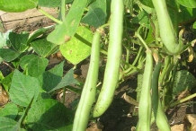 Pods-of-Navy-beans
