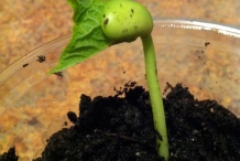 Seedlings-of-Navy-beans