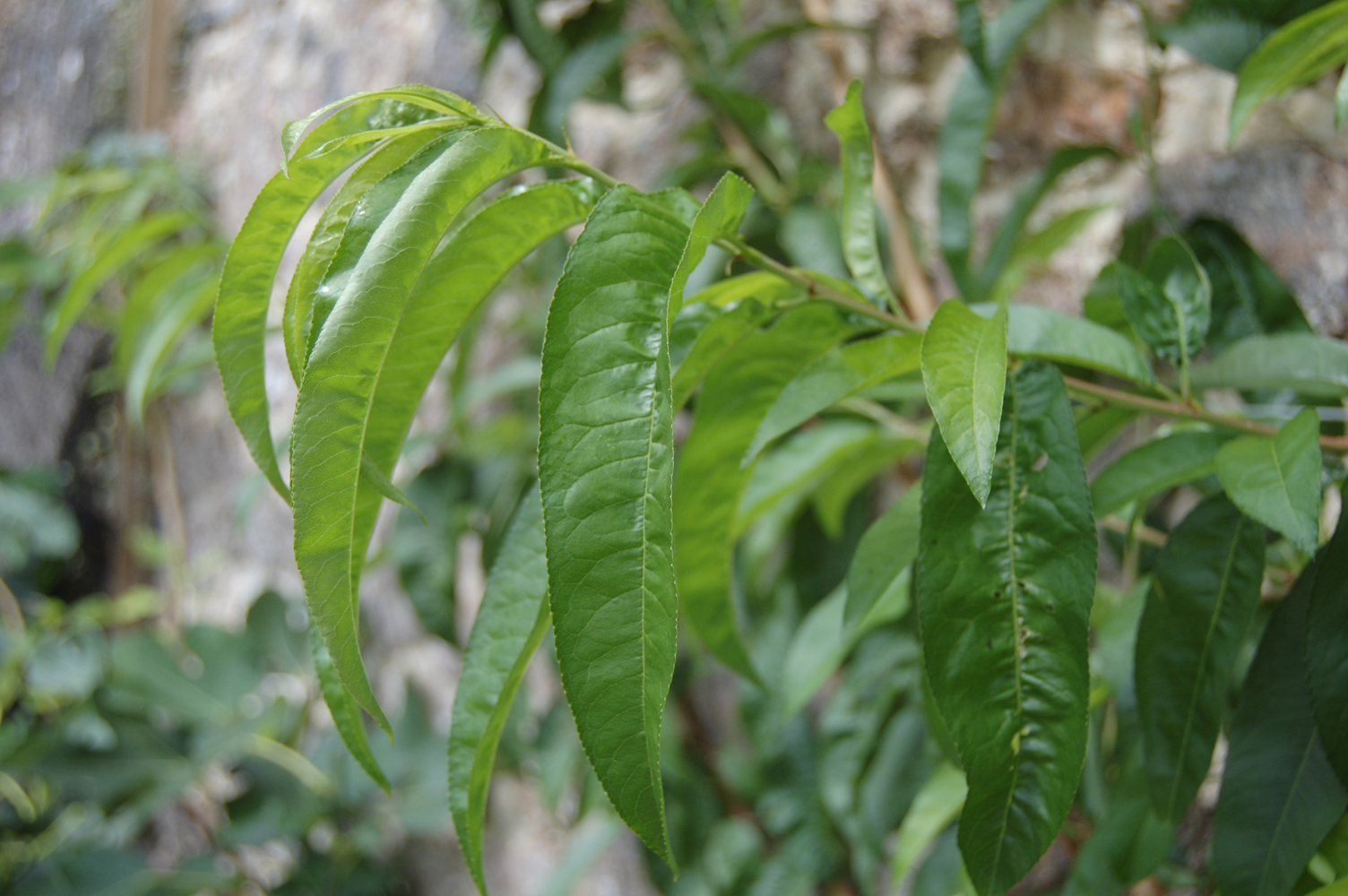 Nectarine-leaves