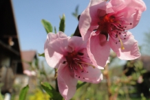 Close-up-flower-of-Nectarine