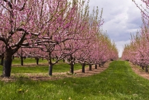 Nectarine-farm