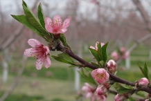 Nectarine-flowers