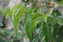 Nectarine-leaves