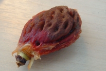 Nectarine-seed
