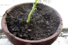 Nectarine-seedling