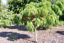 Nectarine-tree