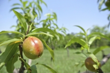 Unripe-Nectarine