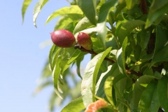 Young-Nectarine