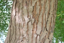 Bark-of-Neem-tree