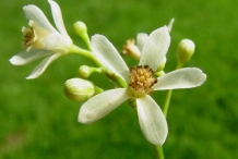 Close-up-flower-of-Neem