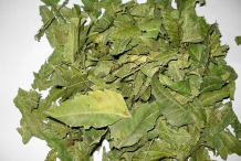 Dried-leaves-of-Neem