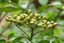 Fruit-of-Neem