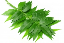 Leaves-of-Neem