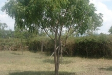 Neem-tree
