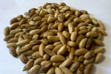 Seeds-of-Neem