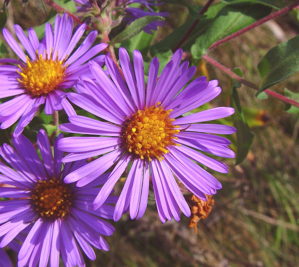 Flower-of-New-England-Aster